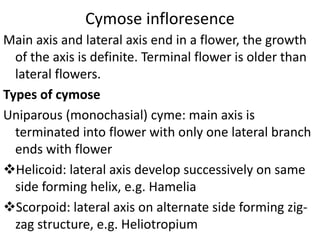 Uniparous inflorescences.ppt