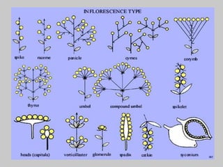 Inflorescences ( cluster of flower ) | PPTX