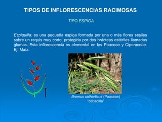 TIPOS DE INFLORESCENCIAS RACIMOSAS 
TIPO ESPIGA 
Espiguilla: es una pequeña espiga formada por una o más flores sésiles 
s...