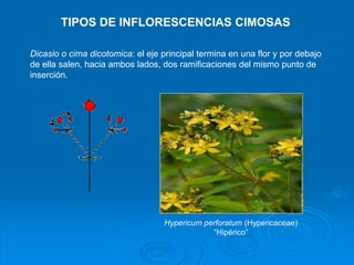 TIPOS DE INFLORESCENCIAS CIMOSAS 
Dicasio o cima dicotomica: el eje principal termina en una flor y por debajo 
de ella sa...