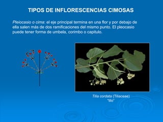 TIPOS DE INFLORESCENCIAS CIMOSAS 
Pleiocasio o cima: el eje principal termina en una flor y por debajo de 
ella salen más ...