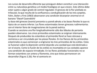 Los cursos de desarrollo diferente que prosiguen deben constituir una interacción
entre su naturaleza genética y el medio fisiológico en que crecen. Este último debe
estar sujeto a algún grado de control regulador. El gineceo de la flor pistilada es
trilocular, lo que resulta de la confluencia y conduplicación de los tres carpelos.
Fahn, Stoler y First (1963) observaron una condición bicarpeiar anormal en el
banano “Dwarf CavendishV
La base del gineceo (ovario) presenta su pared adnata a las bases florales lo que es
típico de un ovario inferior. Las flores estaminadas tienen gineceos rudimentarios
con el interior lleno de invaginaciones de la pared ovárica.
Cuando se secciona una flor longitudinalmente sólo dos lóbulos de perianto
pueden observarse. Los cinco primordios estaminales se originan internamente.
Después de producidos los estambres el primordio floral se hace cóncavo y
comienza a ser circundado por las piezas florales. En los flancos de los primordios
estaminales es que comienzan a originarse los tres primordios de los estilos. Estos
se fusionan sobre la depresión central dejando una cavidad que está destinada a
ser el ovario. Como la fusión de los estilos es incompleta en sus costados aparece
una condición de espacio trirradiado. En las flores pistiladas funcionales no se
forman estambres con antera y filamento, sino que éstos permanecen sin
desarrollar (Figura 2.26). Por el contrario en
 