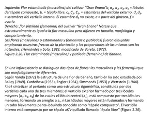 Izquierda: Flor estaminada (masculina) del cultivar ‘'Gran Enano”ar a2, a3, a4, a5 = lóbulos
del tépalo compuesto, b. = tépalo libre. cf, C2, C3, = estambres del verticilo externo. dv d3,
= sstambres del verticilo interno. El estambre d2 no existe, e = parte del gineceo. f =
ovario.
Derecha: flor pistilada (femenina) del cultivar “Gran Enano" Nótese que
estructuralmente es igual a la flor masculina pero difieren en tamaño, morfología y
comportamiento.
Las flores (masculinas o estaminadas y femeninas o pistiladas) fueron dibujadas
empleando muestras frescas de la plantación y las proporciones de las mismas son las
naturales. (Hernández y Soto, 1983, modificado de Vareta, 1972).
Figura 2.26. Flor estaminada (masculina) y pistilada (femenina) de banano.
En una inflorescencia se distinguen dos tipos de flores: las masculinas y las femen¡(urque
son morfológicamente diferentes.
Según Varela (1972) la estructura de una flor de banano, también lia sido estudiada poi
Bailey (1949). Cardeñosa (1955), Engler (1964), Simmonds (1953) y Wettstein (1 944).
Rilo? sintetizan al perianto como una estructura zigomórfica, constituida por dos
verticilos cada uno de tres miembros; el verticilo exterior formado por tres lóculos
mayores (a,, a3, a4) de los cuales el lóbulo central (a,), está compuesto por tres lóbulos
menores, formando un arreglo: a a,, n Los lóbulos mayores están fusionados y formando
un tubo bievemente penta-lobuindo conocido como “tépalo compuesto”. El verticilo
interno está compuesto por un tépalo aK'v quíllado llamado ‘lépalo libre" (Figura 2.26).
 