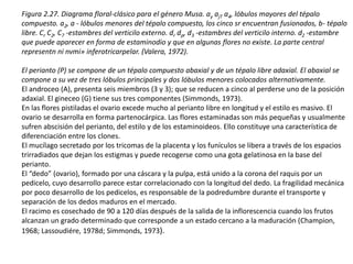 Figura 2.27. Diagrama floral-clásico para el género Musa. ay ajT a4, lóbulos mayores del tépalo
compuesto. a2, a - lóbulos menores del tépalo compuesto, los cinco sr encuentran fusionados, b- tépalo
libre. Cr C2, C7 -estambres del verticilo externo. dr dp, d3 -estambres del verticilo interno. d2 -estambre
que puede aparecer en forma de estaminodio y que en algunas flores no existe. La parte central
representn ni nvmi» inferotricarpelar. (Valera, 1972).
El perianto (P) se compone de un tépalo compuesto abaxial y de un tépalo libre adaxial. El abaxial se
compone a su vez de tres lóbulos principales y dos lóbulos menores colocados alternativamente.
El androceo (A), presenta seis miembros (3 y 3); que se reducen a cinco al perderse uno de la posición
adaxial. El gineceo (G) tiene sus tres componentes (Simmonds, 1973).
En las flores pistiladas el ovario excede mucho al perianto libre en longitud y el estilo es masivo. El
ovario se desarrolla en forma partenocárpica. Las flores estaminadas son más pequeñas y usualmente
sufren abscisión del perianto, del estilo y de los estaminoideos. Ello constituye una característica de
diferenciación entre los clones.
El mucílago secretado por los tricomas de la placenta y los funículos se libera a través de los espacios
trirradiados que dejan los estigmas y puede recogerse como una gota gelatinosa en la base del
perianto.
El “dedo” (ovario), formado por una cáscara y la pulpa, está unido a la corona del raquis por un
pedicelo, cuyo desarrollo parece estar correlacionado con la longitud del dedo. La fragilidad mecánica
por poco desarrollo de los pedicelos, es responsable de la podredumbre durante el transporte y
separación de los dedos maduros en el mercado.
El racimo es cosechado de 90 a 120 días después de la salida de la inflorescencia cuando los frutos
alcanzan un grado determinado que corresponde a un estado cercano a la maduración (Champion,
1968; Lassoudiére, 1978d; Simmonds, 1973).
 