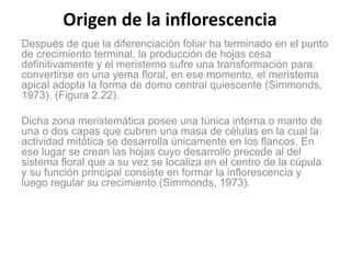Origen de la inflorescencia
Después de que la diferenciación foliar ha terminado en el punto
de crecimiento terminal, la producción de hojas cesa
definitivamente y el meristemo sufre una transformación para
convertirse en una yema floral, en ese momento, el meristema
apical adopta la forma de domo central quiescente (Simmonds,
1973). (Figura 2.22).
Dicha zona meristemática posee una túnica interna o manto de
una o dos capas que cubren una masa de células en la cual la
actividad mitótica se desarrolla únicamente en los flancos. En
ese lugar se crean las hojas cuyo desarrollo precede al del
sistema floral que a su vez se localiza en el centro de la cúpula
y su función principal consiste en formar la inflorescencia y
luego regular su crecimiento (Simmonds, 1973).
 