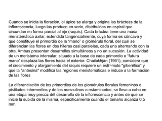 Cuando se inicia la floración, el ápice se alarga y origina las brácteas de la
inflorescencia, luego las produce en serie, distribuidas en espiral que
circundan en forma parcial al eje (raquis). Cada bráctea tiene una masa
meristemática axilar, extendida tangencialmente, cuya forma es cóncava y
que constituye el primordio de la “mano” o glomérulo floral, del cual se
diferencian las flores en dos hileras casi paralelas, cada una alternando con la
otra. Ambas presentan desarrollos simultáneos y no en sucesión. La actividad
de un meristema intercalar, situado a la base de cada primordio o “futura
mano” desplaza las flores hacia el exterior. Chailakhjan (1961), considera que
el crecimiento y alargamiento del raquis requiere un estí¬mulo "giberélico” y
que la "antesina" modifica las regiones meristemáticas e induce a la formación
de las flores
La diferenciación de los primordios de los glomérulos florales femeninos o
pistilados intermedios y de los masculinos o estaminados, se lleva a cabo en
una etapa muy precoz dél desarrollo de la inflorescencia y antes de que se
inicie la subida de la misma, específicamente cuando el tamaño alcanza 0,5
mm.
 