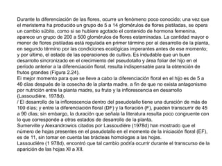 Durante la diferenciación de las flores, ocurre un fenómeno poco conocido; una vez que
el meristema ha producido un grupo de 5 a 14 glomérulos de flores pistiladas, se opera
un cambio súbito, como si se hubiere agotado el contenido de hormona femenina,
aparece un grupo de 200 a 500 glomérulos de flores estaminadas. La cantidad mayor o
menor de flores pistiladas está regulada en primer término por el desarrollo de la planta,
en segundo término por las condiciones ecológicas imperantes antes de ese momento;
y por último, el estado de las operaciones de cultivo. Es indudable que un buen
desarrollo sincronizado en el crecimiento del pseudotallo y área foliar del hijo en el
período anterior a la diferenciación floral, resulta indispensable para la obtención de
frutos grandes (Figura 2.24).
Ei mejor momento para que se lleve a cabo la diferenciación floral en el hijo es de 5 a
40 días después de la cosecha de la planta madre, a fin de que no exista antagonismo
por nutrición entre la planta madre, su fruto y la inflorescencia en desarrollo
(Lassoudiére, 1978d).
/ El desarrollo de la inflorescencia dentro del pseudotallo tiene una duración de más de
100 días; y entre la diferenciación floral (DF) y la floración (F), pueden transcurrir de 45
a 90 días; sin embargo, la duración que señala la literatura resulta poco congruente con
lo que corresponde a otros estados de desarrollo de la planta.
Sumerville y Alexandrowics citados por Lassoudiére (1978d) han mostrado que el
número de hojas presentes en el pseudotallo en el momento de la iniciación floral (EF),
es de 11, sin tomar en cuenta las brácteas homologas a las hojas.
Lassoudiére (1 978d), encontró que tal cambio podría ocurrir durante el transcurso de la
aparición de las hojas XI a XII.
 