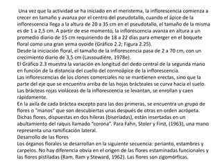 Una vez que la actividad se ha iniciado en el meristema, la inflorescencia comienza a
crecer en tamaño y avanza por el centro del pseudotallo, cuando el ápice de la
inflorescencia llega a la altura de 20 a 35 cm en el pseudotallo, el tamaño de la misma
es de 1 a 2,5 cm. A partir de ese momento, la inflorescencia avanza en altura a un
promedio diario de 15 cm requiriendo de 18 a 22 días para emerger en el boquete
floral como una gran yema ovoide (Gráfico 2.2; Figura 2.25).
Desde la iniciación floral, el tamaño de la inflorescencia pasa de 2 a 70 cm, con un
crecimiento diario de 3,5 cm (Lassoudiére, 1978e).
El Gráfico 2.3 muestra la variación en longitud del dedo central de la segunda mano
en función de la distancia del cuello del cormoápice de la inflorescencia.
Las inflorescencias de los clones comerciales no se mantienen erectas, sino que la
parte del eje que se encuentra arriba de las hojas brácteales se curva hacia el suelo.
Las brácteas rojas violáceas de la inflorescencia se levantan, se enrollan y caen
rápidamente.
En la axila de cada bráctea excepto para las dos primeras, se encuentra un grupo de
flores o "manos” que son descubiertas unas después de otras en orden acrópeta.
Dichas flores, dispuestas en dos hileras (biseriadas), están insertadas en un
abultamiento del raquis llamado “corona”. Para Fahn, Stoler y First, (1963), una mano
representa una ramificación lateral.
Desarrollo de las flores
Los órganos florales se desarrollan en la siguiente secuencia: perianto, estambres y
carpelos. No hay diferencia obvia en el origen de las flores estaminadas funcionales y
las flores pistiladas (Ram, Ram y Steward, 1962). Las flores son zigomórficas.
 