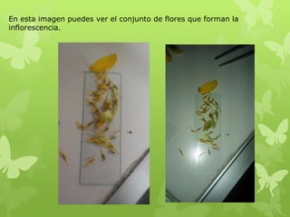 En esta imagen puedes ver el conjunto de flores que forman la
inflorescencia.