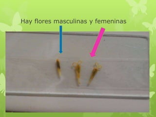 Hay flores masculinas y femeninas