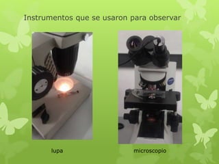 Instrumentos que se usaron para observar
lupa microscopio