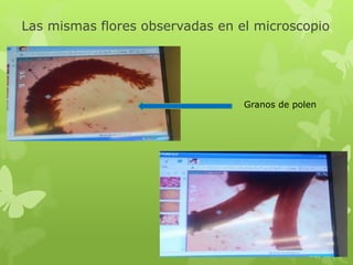 Las mismas flores observadas en el microscopio
Granos de polen