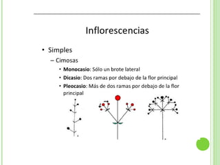 Inflorescencias