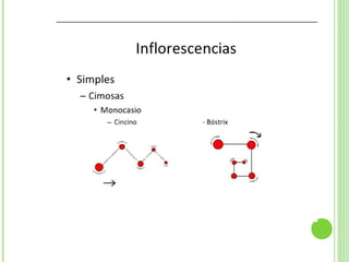 Inflorescencias