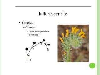 Inflorescencias