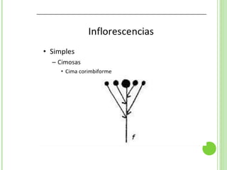 Inflorescencias
