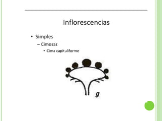 Inflorescencias