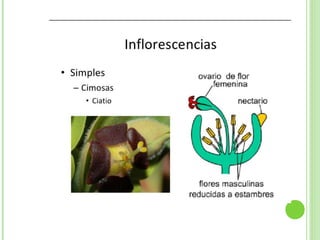 Inflorescencias
