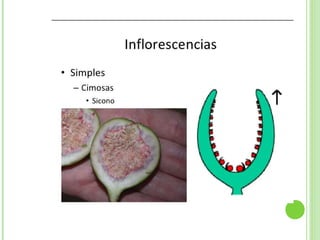 Inflorescencias