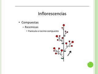 Inflorescencias