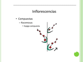 Inflorescencias