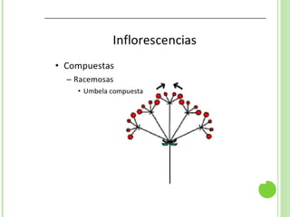 Inflorescencias