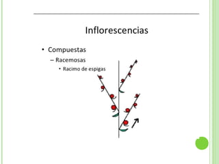 Inflorescencias