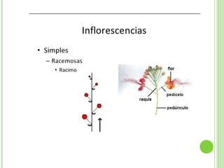 Inflorescencias