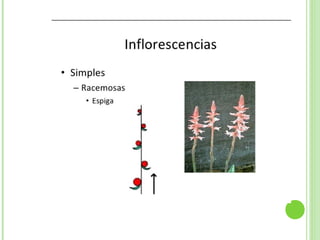 Inflorescencias