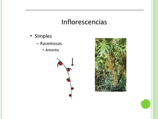 Inflorescencias