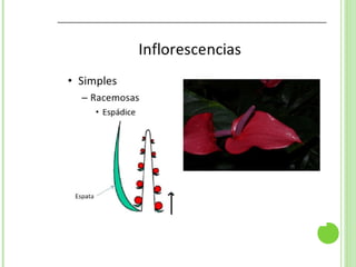 Inflorescencias