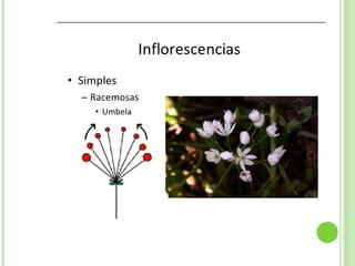 Inflorescencias