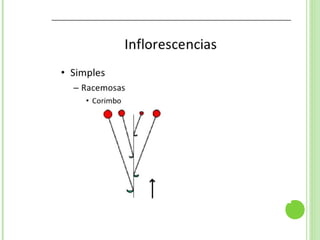 Inflorescencias