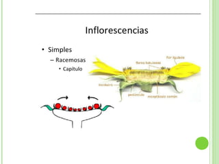 Inflorescencias