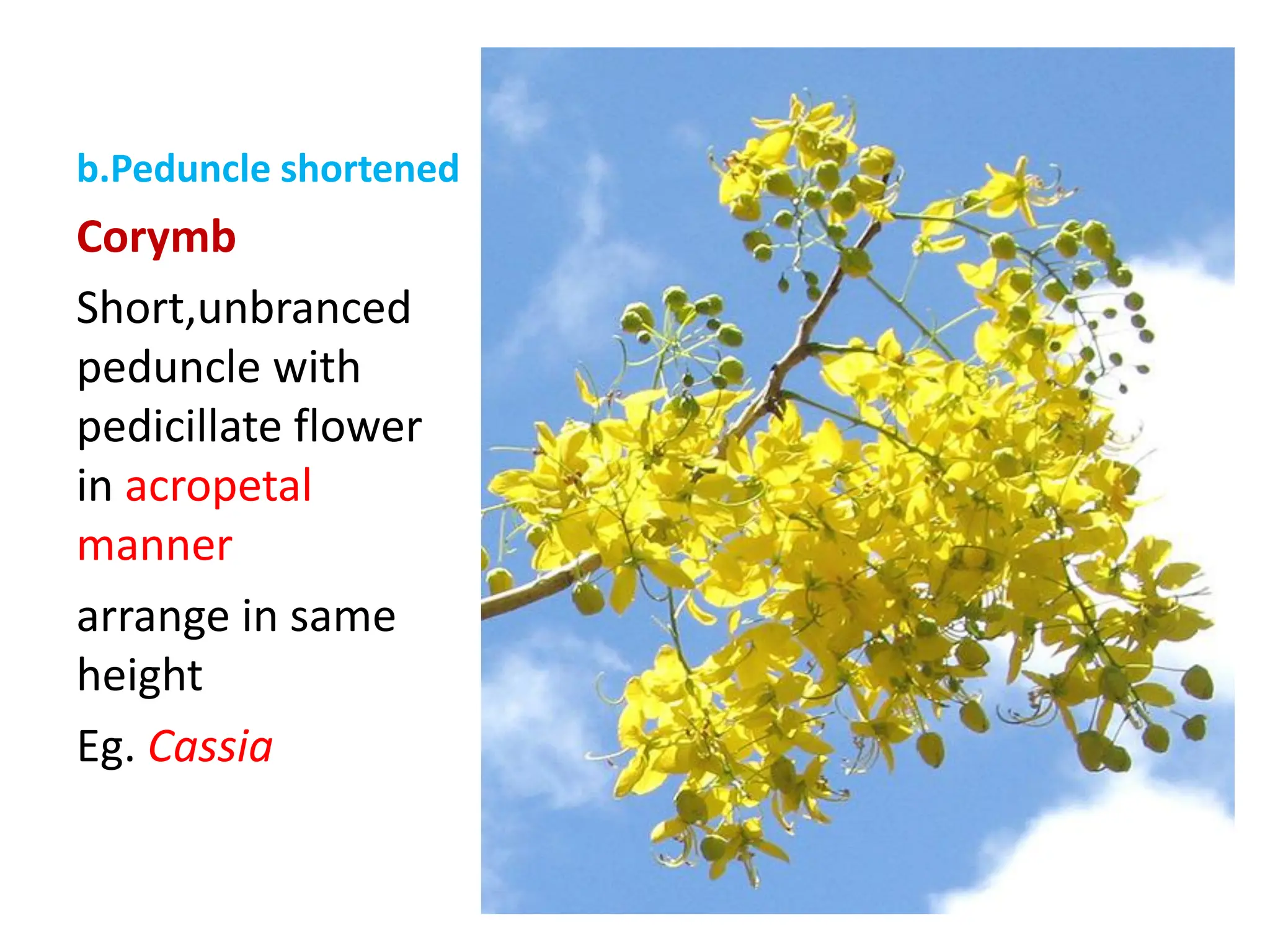 Ty Inflorescence types & special structure | PDF