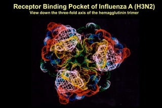 Receptor Binding Pocket of Influenza A (H3N2)
View down the three-fold axis of the hemagglutinin trimer
 