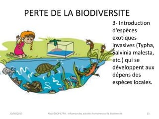 PERTE DE LA BIODIVERSITE
20/06/2013 Abou DIOP CFPH : Influence des activités humaines sur la Biodiversité
3- Introduction
d'espèces
exotiques
invasives (Typha,
Salvinia malesta,
etc.) qui se
développent aux
dépens des
espèces locales.
13
 