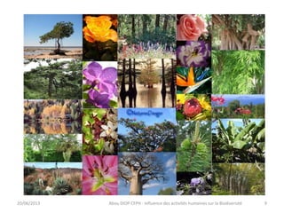 20/06/2013 Abou DIOP CFPH : Influence des activités humaines sur la Biodiversité 9
 