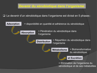 Devenir du xénobiotique dans l’organisme
 Le devenir d’un xénobiotique dans l’organisme est divisé en 5 phases :
Adsorpti...