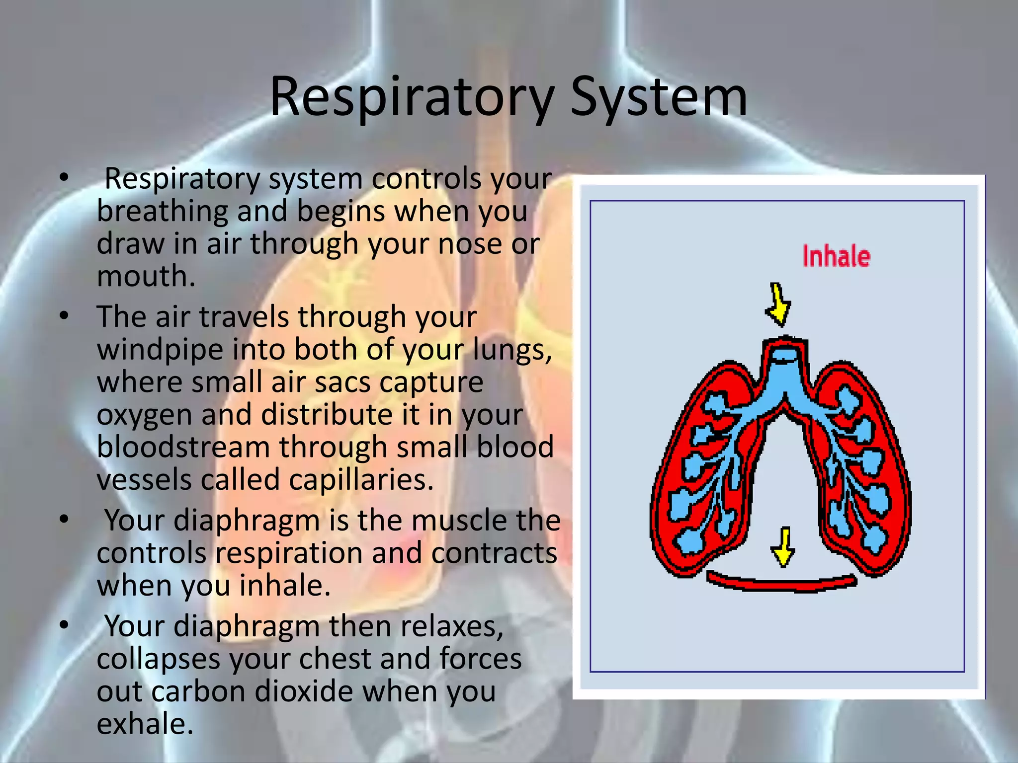 Respiratory System
• Respiratory system controls your
breathing and begins when you
draw in air through your nose or
mouth.
• The air travels through your
windpipe into both of your lungs,
where small air sacs capture
oxygen and distribute it in your
bloodstream through small blood
vessels called capillaries.
• Your diaphragm is the muscle the
controls respiration and contracts
when you inhale.
• Your diaphragm then relaxes,
collapses your chest and forces
out carbon dioxide when you
exhale.
 