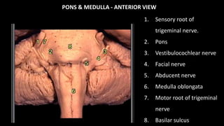 PONS & MEDULLA - ANTERIOR VIEW
1. Sensory root of
trigeminal nerve.
2. Pons
3. Vestibulocochlear nerve
4. Facial nerve
5. Abducent nerve
6. Medulla oblongata
7. Motor root of trigeminal
nerve
8. Basilar sulcus
 