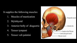 It supplies the following muscles:
1. Muscles of mastication
2. Mylohyoid
3. Anterior belly of diagastric
4. Tensor tympani
5. Tensor veli palatini
 