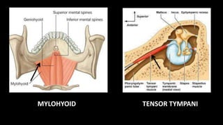 TENSOR TYMPANIIMYLOHYOID
 