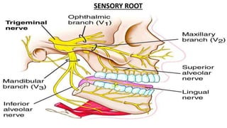 SENSORY ROOT
 