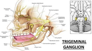 TRIGEMINAL
GANGLION
 