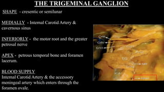 THE TRIGEMINAL GANGLION
SHAPE - cresentic or semilunar
MEDIALLY - Internal Carotid Artery &
cavernous sinus
INFERIORLY - the motor root and the greater
petrosal nerve
APEX - petrous temporal bone and foramen
lacerum.
BLOOD SUPPLY
Internal Carotid Artery & the accessory
meningeal artery which enters through the
foramen ovale.
 