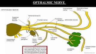OPTHALMIC NERVE
 
