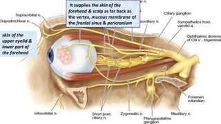 It supplies the skin of the
forehead & scalp as far back as
the vertex, mucous membrane of
the frontal sinus & pericranium
skin of the
upper eyelid &
lower part of
the forehead
 