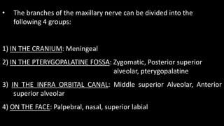 • The branches of the maxillary nerve can be divided into the
following 4 groups:
1) IN THE CRANIUM: Meningeal
2) IN THE PTERYGOPALATINE FOSSA: Zygomatic, Posterior superior
alveolar, pterygopalatine
3) IN THE INFRA ORBITAL CANAL: Middle superior Alveolar, Anterior
superior alveolar
4) ON THE FACE: Palpebral, nasal, superior labial
 