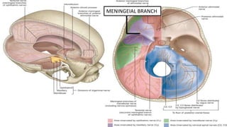 MENINGEIAL BRANCH
 